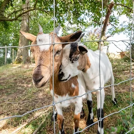 Au Pied Du Frene Herzeele