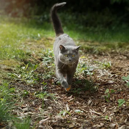 Au Pied Du Frene Фермерский дом *