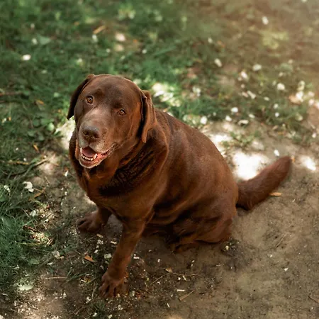 Фермерский дом Au Pied Du Frene *